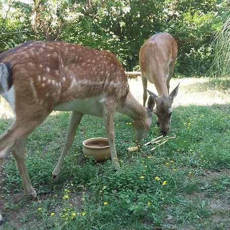 Cascina Bricco Lägenhet Ovada Exteriör bild