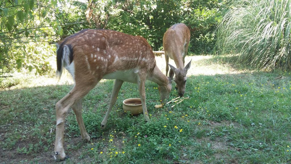 Cascina Bricco Lägenhet Ovada Exteriör bild